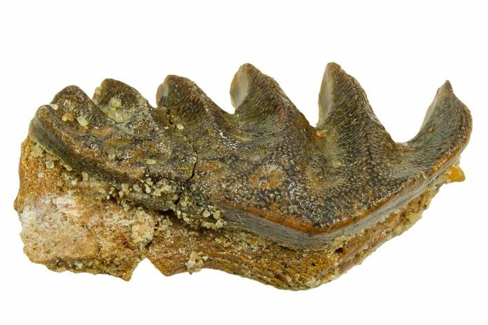 Cretaceous Lungfish (Ceratodus) Tooth Plate - Morocco #366747
